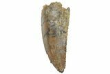 Serrated, Raptor Tooth - Real Dinosaur Tooth #219598-1